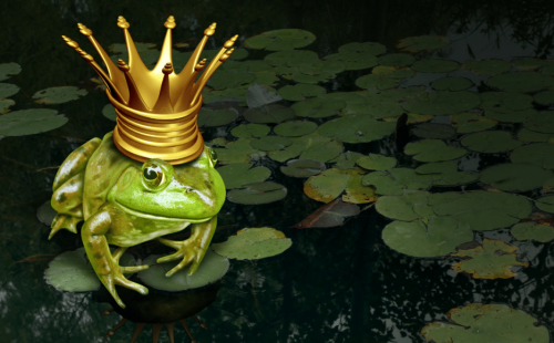 צפרדע הנטוורקינג